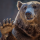 Image for article titled Hungry bears are coming for your candy stash